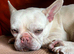 Sweet white frenchie girl