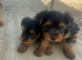 Yorkshire Puppys