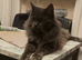 Giant maine coon kittens for sale