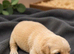 Golden retriver puppies