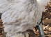 Pekin cockerels