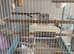 Pawhut cage
