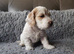 COCK-A-CHON 1 male Available