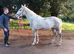 Dapple grey 2yo 15.3h IDXISH filly