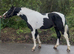 Stunning coloured gelding