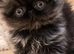 Registered pedigree Persian