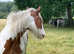 Full Grass Retirement Livery in Idyllic Setting in Surrey