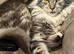 Female mainecoon active register