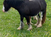 Blagdon cob filly in foal