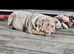 Lilac and tan merle girl English bulldog
