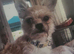 Hi im Archie