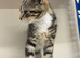 Kitten female tabby’s