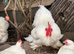 White pekin hatching eggs chicken bantam beautiful birds