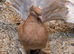 Breeding pair of Indian fantails
