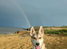 Siberian husky puppy