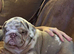 Beautiful British bulldog puppys