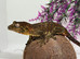Male Mainland Chahoua gecko