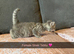 Silver Tabby & Brown Tabby Kittens
