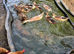 Ducklings for sale