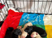 Beautiful Labrador Puppies for sale