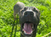Cane Corso x Malinois
