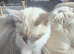 2 female ragdoll kittens