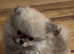 Exceptional tiny kc Pomeranian puppies. Male & female stunning!
