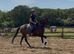 Classy Allrounder - Fun And Reliable Type