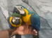 Hand-Rearing Baby Friendly Super Tame Cuddly Blue & Gold Macaw Parrot,13