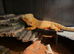 Bearded Dragon