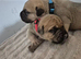 Bull mastiff puppies