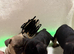 Beautiful French Bulldog Puppies For Sale – Ready Soon (first week in June)