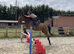 TB mare 16.2 6 yrs super safe hunter jumper hack