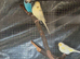 Pair of budgies