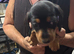 Dachshund Puppies