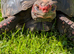 Huge Red foot tortoise