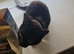 Black cat