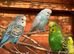 Juvenile Budgies - Aviary reared