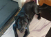 Labrador Cross