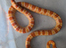 Amel scaled corn snake ( het microscale)