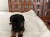 Border Terrier Pups