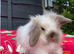 Stunning Mini Lion Lop Boys