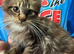 Maine Coon Girls. Polydactyl/Non Poly