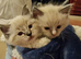 Adorable Ragdoll Kittens Looking For A New Home