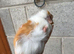 Gorgeous Guinea Pigs
