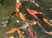 Japanese koi for Sale
