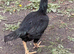 Chickens for sale