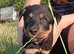 3 Lovely working border/kelpie puppies