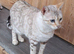 Retired Bengal female for rehoming