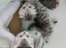 Kittens